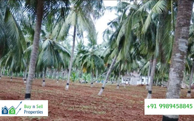 Acres of Land Coconut Farm agricultural land for sale in Vizianagaram - Vizag